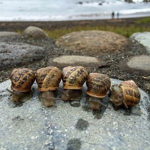 Meet your Posher, Alice